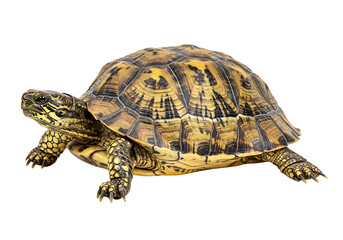 Obraz premium Tortoise in Nature Isolated on Transparent Background