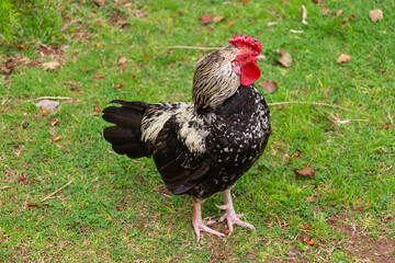 chicken, hen, rooster, poultry, cock, chick, comb, cockerel, bird, farm, feather, agriculture, fowl, beak, domestic, portrait, farming, livestock, rural, red, feathers, head, meat, bantam, colorful, 
