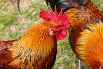 chicken, hen, rooster, poultry, cock, chick, comb, cockerel, bird, farm, feather, agriculture, fowl, beak, domestic, portrait, farming, livestock, rural, red, feathers, head, meat, bantam, colorful, 
