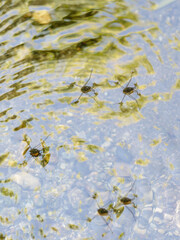 せせらぎで泳ぐシマアメンボ達01