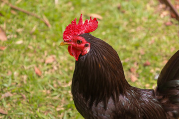 chicken, hen, rooster, poultry, cock, chick, comb, cockerel, bird, farm, feather, agriculture,...