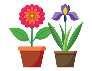 Colorful Flowers Isolated on White Background