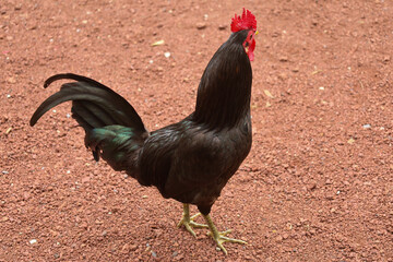 chicken, hen, rooster, poultry, cock, chick, comb, cockerel, bird, farm, feather, agriculture,...