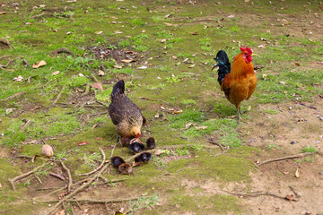 chicken, hen, rooster, poultry, cock, chick, comb, cockerel, bird, farm, feather, agriculture, fowl, beak, domestic, portrait, farming, livestock, rural, red, feathers, head, meat, bantam, colorful, 