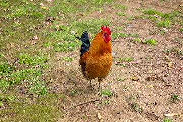 chicken, hen, rooster, poultry, cock, chick, comb, cockerel, bird, farm, feather, agriculture, fowl, beak, domestic, portrait, farming, livestock, rural, red, feathers, head, meat, bantam, colorful, 