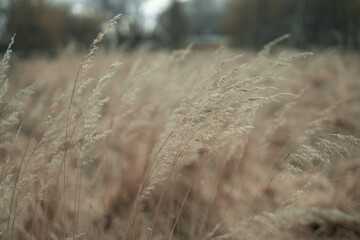 A close-up shot of dry grass swaying in the breeze, with blurred background of the meadow. The warm tones of the grass create a serene and natural outdoor atmosphere.