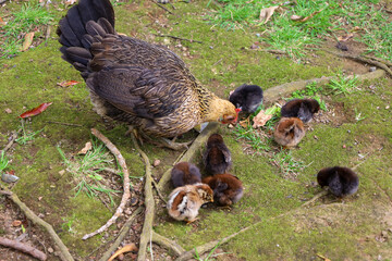 chicken, hen, rooster, poultry, cock, chick, comb, cockerel, bird, farm, feather, agriculture, fowl, beak, domestic, portrait, farming, livestock, rural, red, feathers, head, meat, bantam, colorful, 
