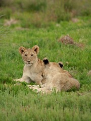 Lion cubs in the grass