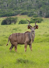 Kudu Bull