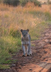 Fototapeta premium Curious lion cub