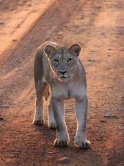 portrait of a lion