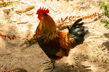 chicken, hen, rooster, poultry, cock, chick, comb, cockerel, bird, farm, feather, agriculture,...