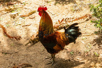 chicken, hen, rooster, poultry, cock, chick, comb, cockerel, bird, farm, feather, agriculture, fowl, beak, domestic, portrait, farming, livestock, rural, red, feathers, head, meat, bantam, colorful, 