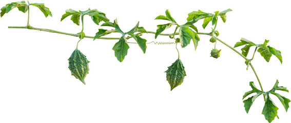 Vibrant green bitter melon with textured skin