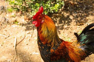 chicken, hen, rooster, poultry, cock, chick, comb, cockerel, bird, farm, feather, agriculture, fowl, beak, domestic, portrait, farming, livestock, rural, red, feathers, head, meat, bantam, colorful, 
