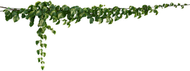 Vine plant, Branch creeper leaf green, Liana tropical nature.