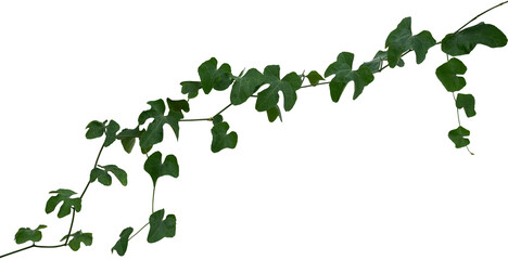 Vine plant, Branch creeper leaf green, Liana tropical nature.