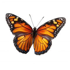 Obraz premium Beautiful monarch butterfly wings orange and black detailed macro insect on transparent background