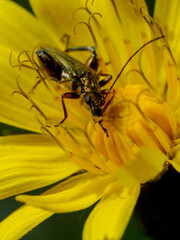 Bicho en flor amarilla