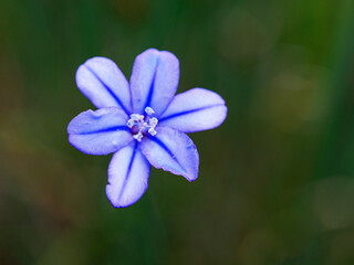 Fototapeta premium Flor morada