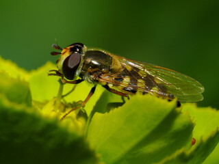 Abeja en una flor