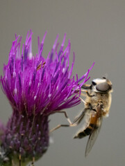 Abeja en una flor