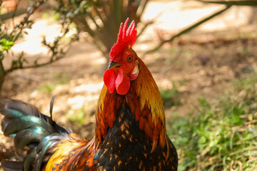 chicken, hen, rooster, poultry, cock, chick, comb, cockerel, bird, farm, feather, agriculture,...