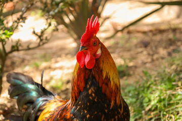 chicken, hen, rooster, poultry, cock, chick, comb, cockerel, bird, farm, feather, agriculture,...