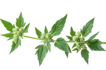 Lush Green Motherwort Plant: Detailed Close-up of Leaves and Stem, Vibrant Herbal Texture flora on transparent background