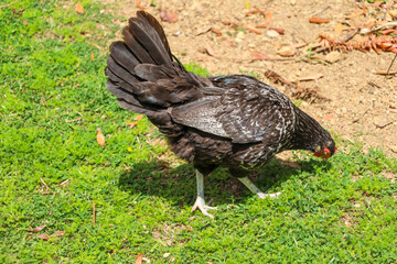 chicken, hen, rooster, poultry, cock, chick, comb, cockerel, bird, farm, feather, agriculture, fowl, beak, domestic, portrait, farming, livestock, rural, red, feathers, head, meat, bantam, colorful, 
