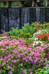 A spring garden in full bloom