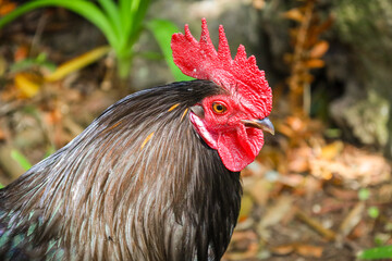 chicken, hen, rooster, poultry, cock, chick, comb, cockerel, bird, farm, feather, agriculture, fowl, beak, domestic, portrait, farming, livestock, rural, red, feathers, head, meat, bantam, colorful, 