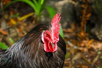 chicken, hen, rooster, poultry, cock, chick, comb, cockerel, bird, farm, feather, agriculture,...