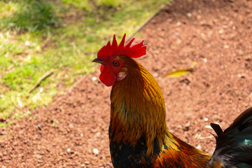 chicken, hen, rooster, poultry, cock, chick, comb, cockerel, bird, farm, feather, agriculture, fowl, beak, domestic, portrait, farming, livestock, rural, red, feathers, head, meat, bantam, colorful, 