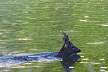 A roe deer fallen into a lake