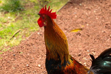chicken, hen, rooster, poultry, cock, chick, comb, cockerel, bird, farm, feather, agriculture,...