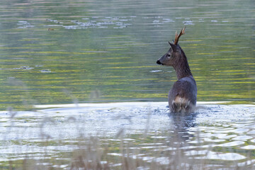 A roe deer fallen into a lake