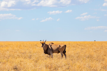 View of wildlife animals in game reserve on safari