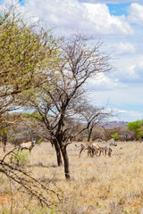 View of wildlife animals in game reserve on safari