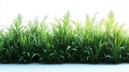 Obraz premium Lush green grass with sunlight. White background provides clean backdrop