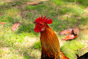 chicken, hen, rooster, poultry, cock, chick, comb, cockerel, bird, farm, feather, agriculture,...