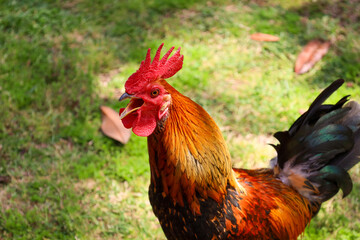 chicken, hen, rooster, poultry, cock, chick, comb, cockerel, bird, farm, feather, agriculture, fowl, beak, domestic, portrait, farming, livestock, rural, red, feathers, head, meat, bantam, colorful, 
