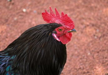 chicken, hen, rooster, poultry, cock, chick, comb, cockerel, bird, farm, feather, agriculture,...