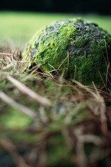 Detailed close-up of a moss-covered rock amidst pine needles in a serene forest setting during daylight hours