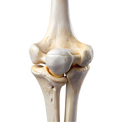 Fototapeta premium Human Elbow Joint Anatomy Detailed Closeup Image on Transparent background