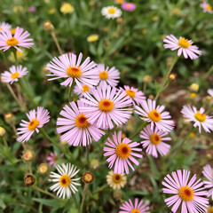 Obraz premium Italian everlasting flowers