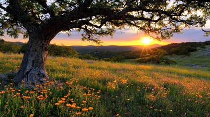 A scenic sunset illuminates the tranquil meadow with an old tree
