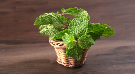 Fototapeta premium Ginger root vegetables and fresh mint leaves Concept health diet. 