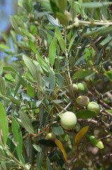 Ripe Mallorca Olives on the tree