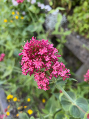 Obraz premium Pink flowers blooming in May